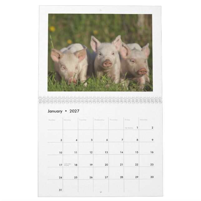 Die glücklichen Ferkel 2015 - niedlicher Kalender (Jan 2027)