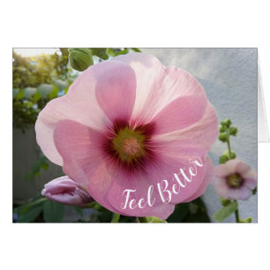 Die glühende Hollyhock-Blume fühlt sich besser an