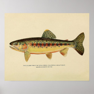 Die goldene Forelle von Soda Creek, Kalifornien Poster