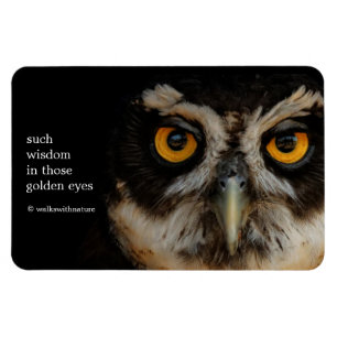 Die goldenen Augen eines spektakulären Eule Magnet