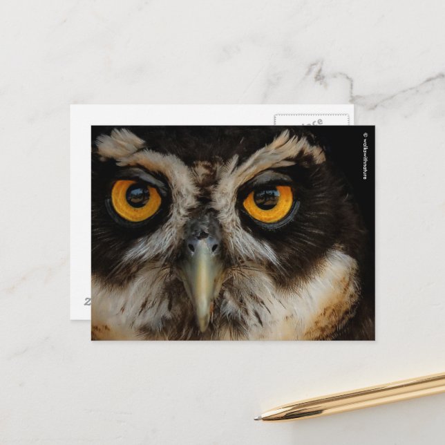 Die goldenen Augen eines spektakulären Eule Postkarte (Vorderseite/Rückseite Beispiel)