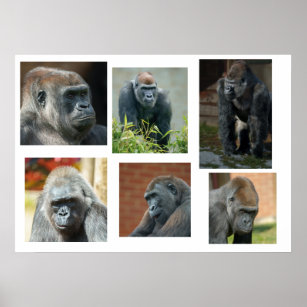 Die Gorilla-Truppe Poster