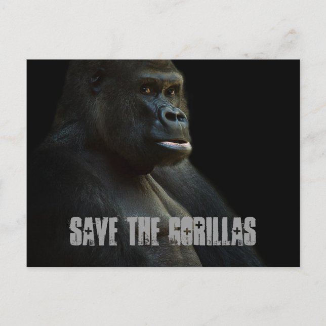 Die Gorillas gerettet Postkarte (Vorderseite)