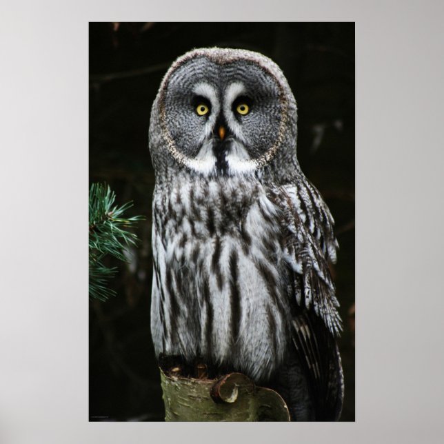 Die große graue Owl Wapcna Poster (Vorne)