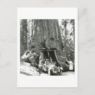 Die großen Bäume von Mariposa Grove Postkarte