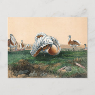 Die Großtrappe von Joseph Wolf Postkarte