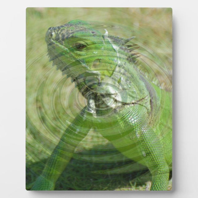 Die grüne Iguana Fotoplatte (Vorderseite)