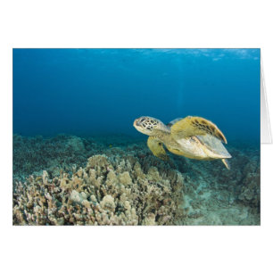Die Grüne Meeresschildkröte, (Chelonia mydas), ist