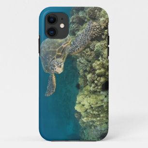 Die Grüne Meeresschildkröte, (Chelonia mydas), ist title_seo2