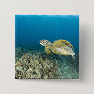 Die grüne Meeresschildkröte (Chelonia mydas) ist d Button