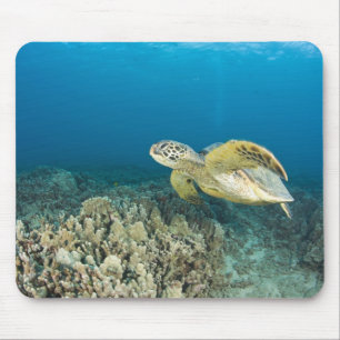 Die grüne Meeresschildkröte (Chelonia mydas) ist d Mousepad