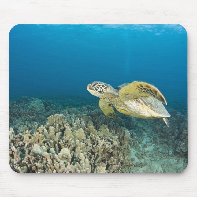 Die grüne Meeresschildkröte (Chelonia mydas) ist d Mousepad (Vorne)