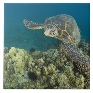 Die Grüne Meeresschildkröte, (Chelonia mydas), ist Fliese