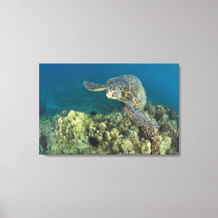 Die Grüne Meeresschildkröte, (Chelonia mydas), ist Leinwanddruck