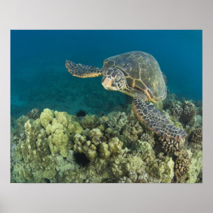 Die Grüne Meeresschildkröte, (Chelonia mydas), ist Poster