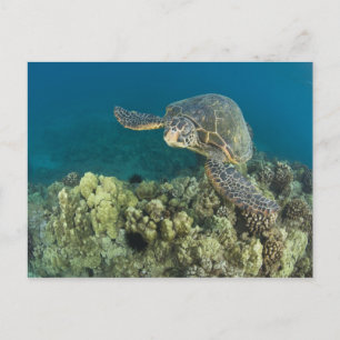 Die Grüne Meeresschildkröte, (Chelonia mydas), ist Postkarte