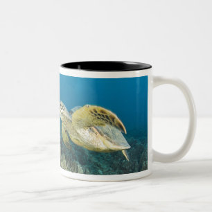 Die Grüne Meeresschildkröte, (Chelonia mydas), ist Zweifarbige Tasse