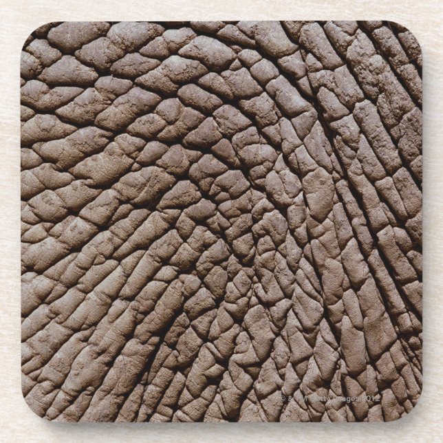 Die Haut des afrikanischen Elefanten (Loxodonta Untersetzer (Vorderseite)