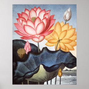 Die heilige ägyptische Bohne Poster