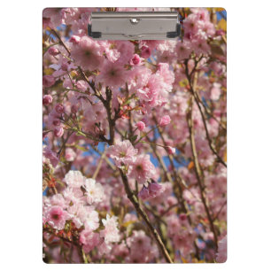 Die helle Frühlingsfarbe der Kirschblüte Klemmbrett