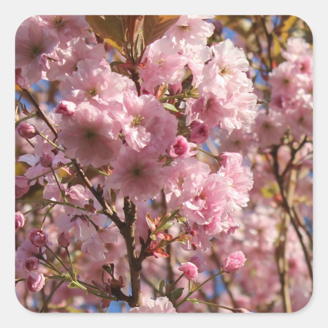 Die helle Frühlingsfarbe der Kirschblüte Quadratischer Aufkleber (Vorderseite)