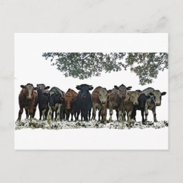 Die Herde Postkarte
