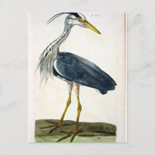 Die Heron (Ardea cinerea) Platte von "The British Postkarte