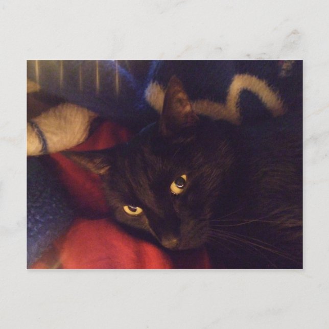 Die hübscheste Katze in der Welt Postkarte (Vorderseite)