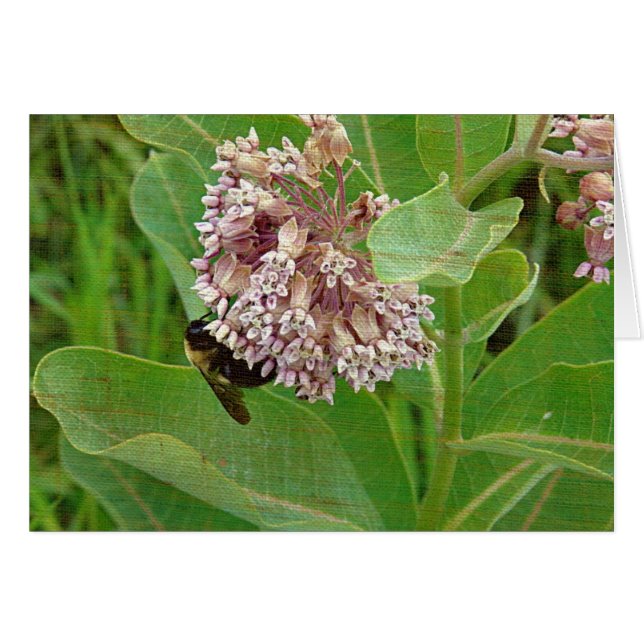 Die Hummelbiene auf der Milkweed (Vorderseite (Horizontal))