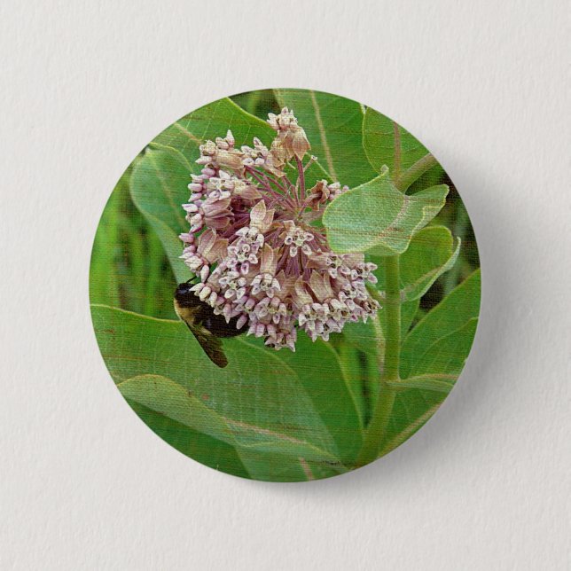 Die Hummelbiene auf der Milkweed Button (Vorderseite)