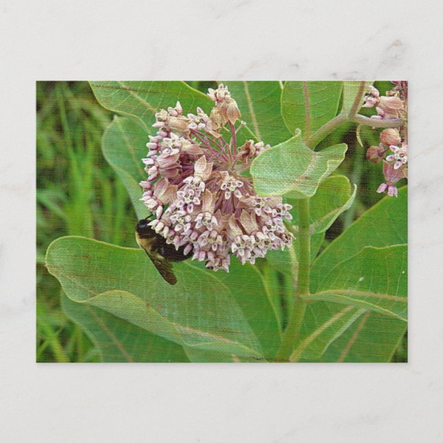 Die Hummelbiene auf der Milkweed Postkarte (Vorderseite)