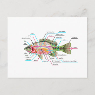 Die inneren Organe der Fische Vector Art Diagramm  Postkarte