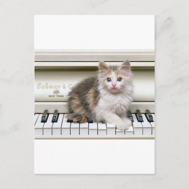 Die Ivorys Kitten kitzeln Postkarte (Vorderseite)