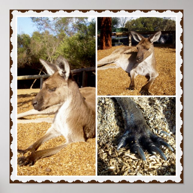 Die Kangaroo Bilderkollektion, Poster (Vorne)