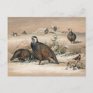 Die Kaspische Schneeschauer von Joseph Wolf Postkarte