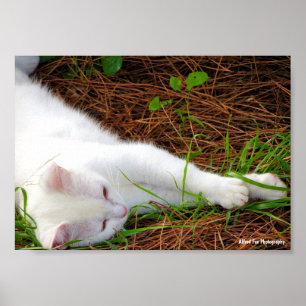 Die Katze in den Kiefernnadeln Poster