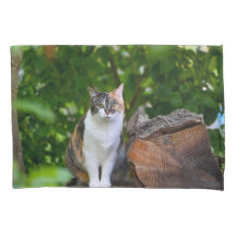 Die Katze  