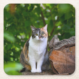 Die Katze   Rechteckiger Pappuntersetzer