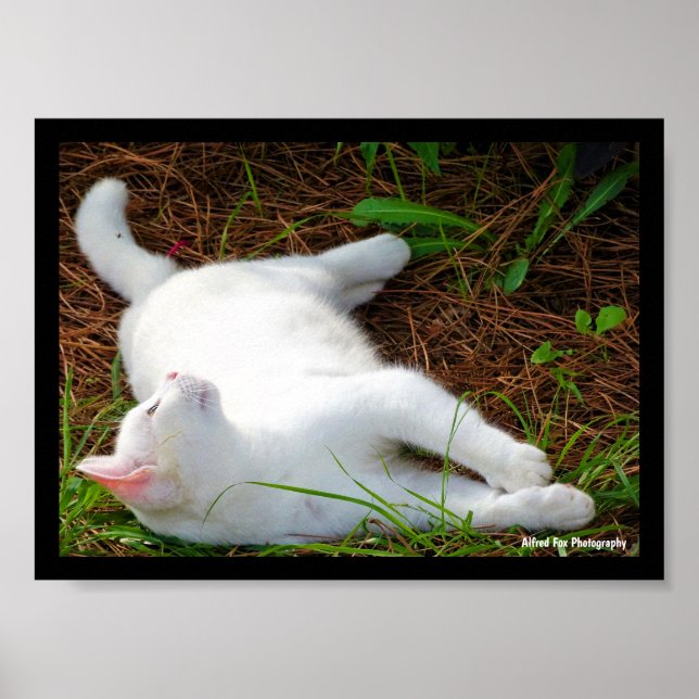 Die Katze und die Fliege Poster (Vorne)