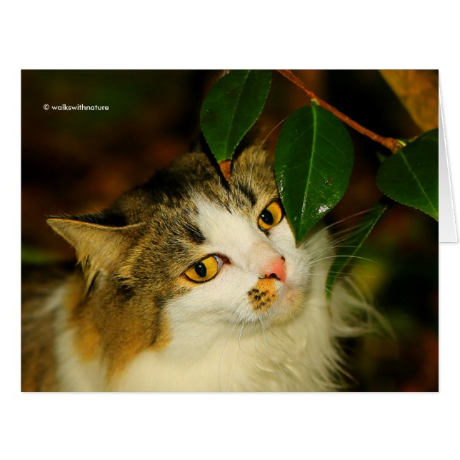 Die Katze und die Kamelie (Vorderseite (Horizontal))