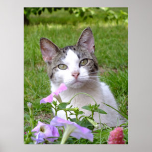 Die Katze und die Petunien schlagen Poster