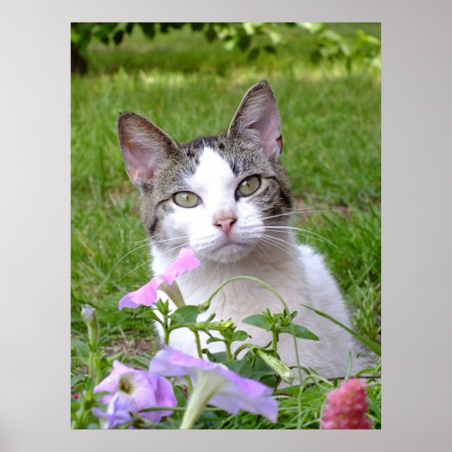 Die Katze und die Petunien schlagen Poster (Vorne)