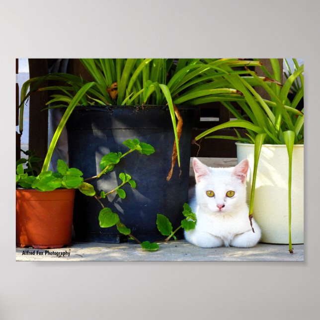 Die Katze zwischen den Pflanzen Poster (Vorne)