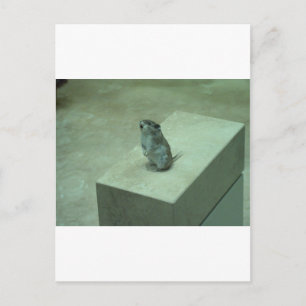 Die Killer Maus (Onychomys leucogaster) heult! Postkarte