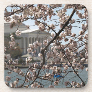 Die Kirschblüten blühen in Washington DC Untersetzer