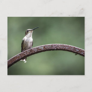 Die kleine Hummingbird Postcard Postkarte