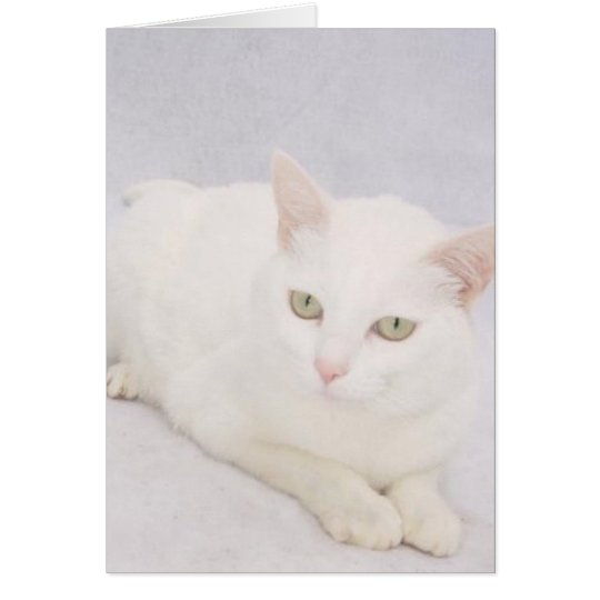 Die kleine weiße Katze Karte