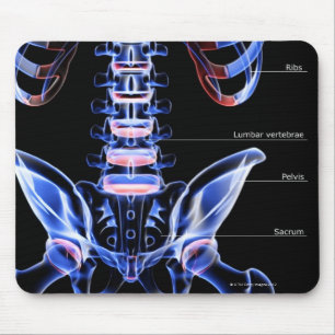 Die Knochen der unteren Rückseite Mousepad