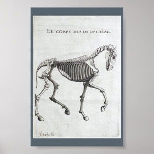Die Knochen eines Pferdes Poster