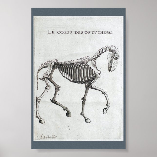 Die Knochen eines Pferdes Poster (Vorne)